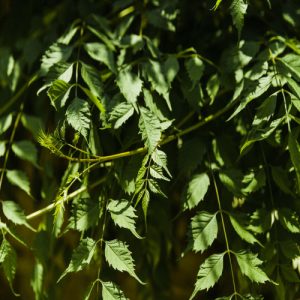 dry neem leaf